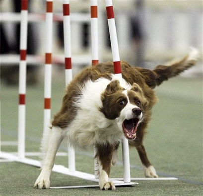 Raef, a two-year-old Border Collie owned by Noreen Scelzo of ...