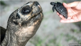 Galapagos tortoise celebrates 135th birthday and first Fathers Day at Zoo Miami